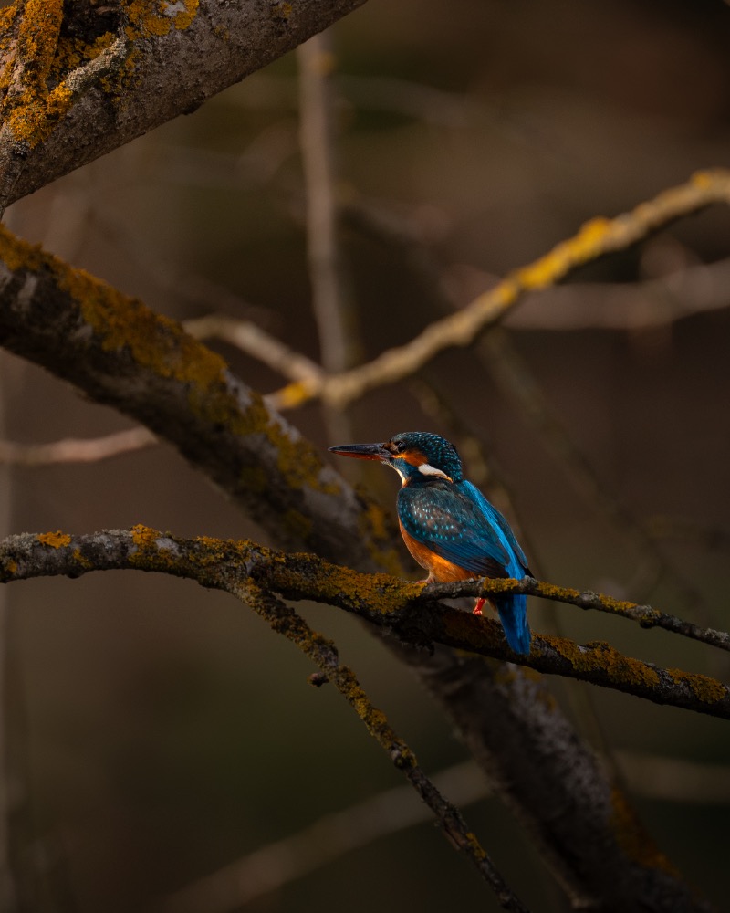 Wildlife Fotograf - Ledňáček Říční